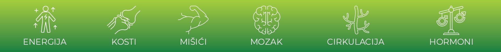 Traka LP magnezijum organi 1