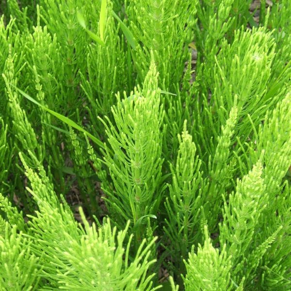 Urovit Tea, 30 filter vrečk